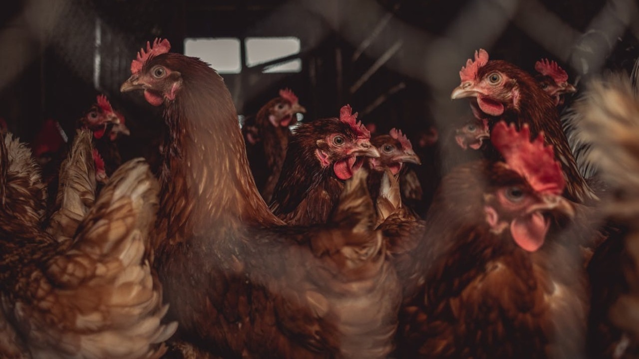 Keunggulan dan Kekurangan Beternak Ayam Sistem Closed House